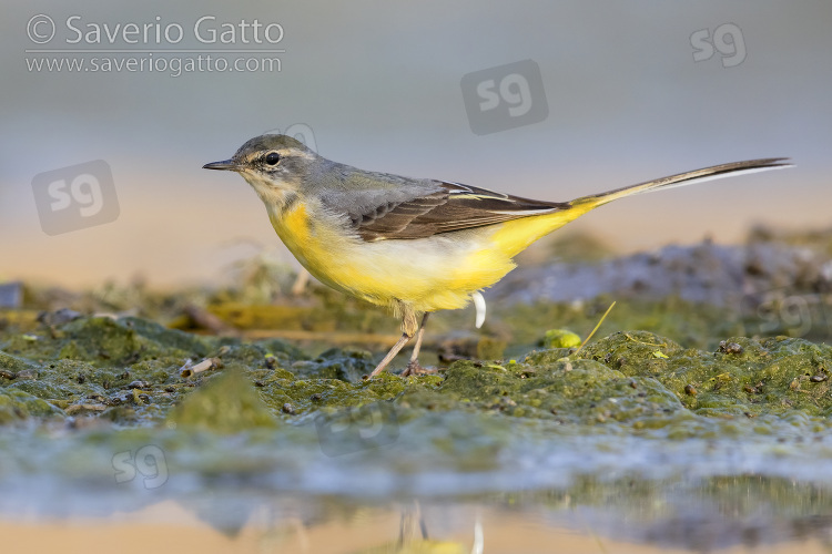 Grey Wagtail, side view of an adult in winter plumage standing on the ground