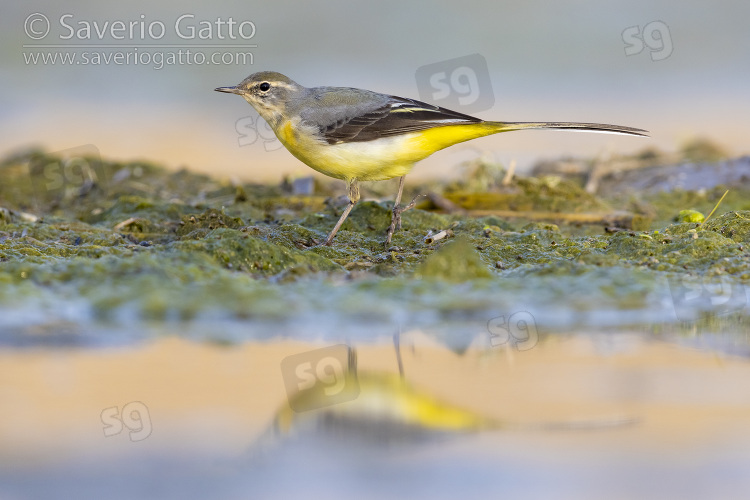 Grey Wagtail