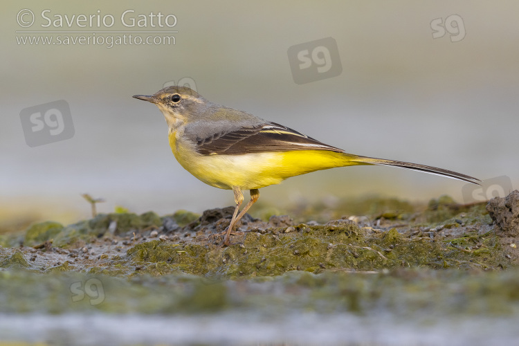 Grey Wagtail, side view of an adult in winter plumage standing on the ground