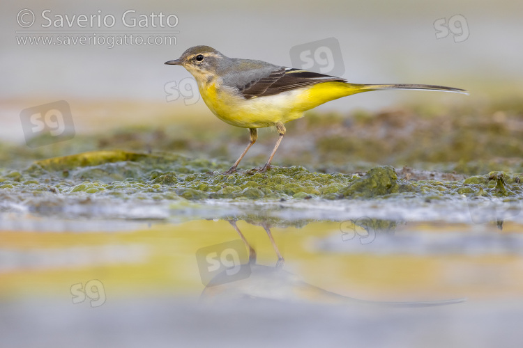 Grey Wagtail, side view of an adult in winter plumage standing on the ground