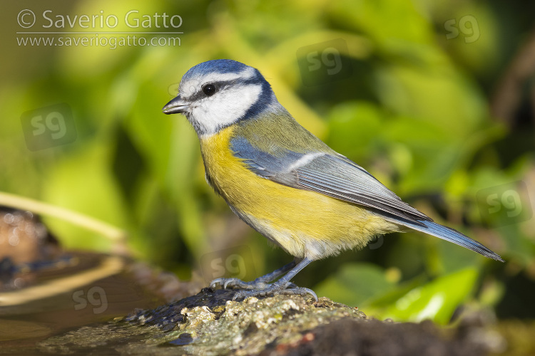 Eurasian Blue Tit, side view of an adult perched on a piece of a bark