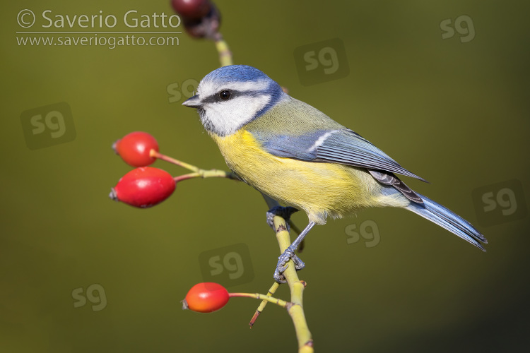 Eurasian Blue Tit, side view of an adult perched on a dog rose branch