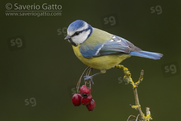 Eurasian Blue Tit, side view of an adult perched on a hawthorn branch