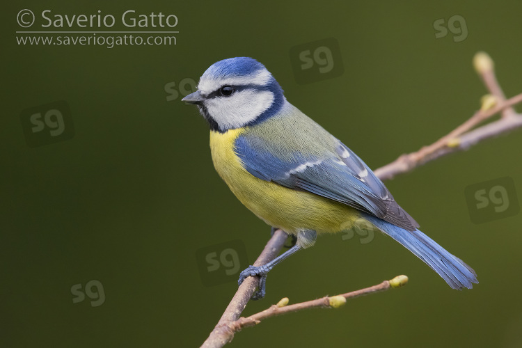 Eurasian Blue Tit, side view of an adult perched on a common hazel tree branch