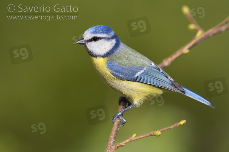 Eurasian Blue Tit, side view of an adult perched on a common hazel tree branch