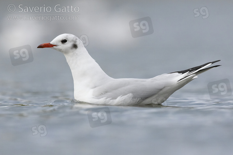 Black-headed Gull, side view of an adult in winter plumage swimming in the sea