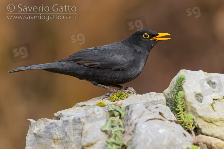 Common Blackbird, side view of an adult male perched on a rock