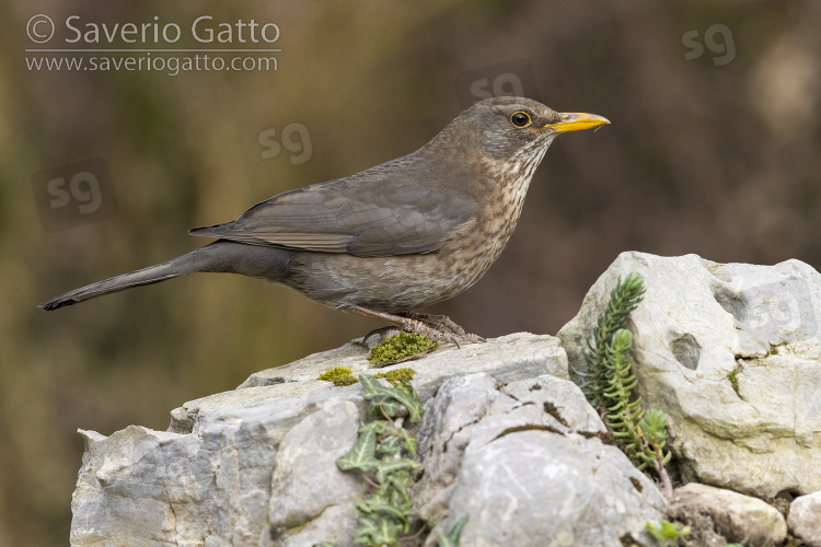 Common Blackbird, side view of an adult female perched on a rock