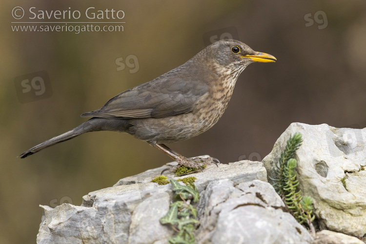 Common Blackbird, side view of an adult female perched on a rock