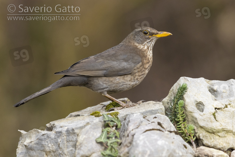 Common Blackbird, side view of an adult female perched on a rock