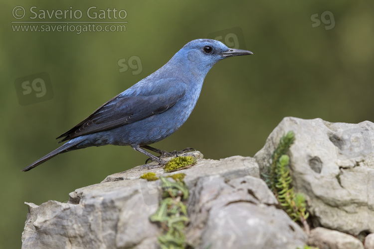 Blue Rock Thrush, side view of an adult male standing on a rock