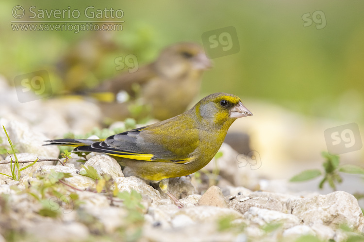 European Greenfinch