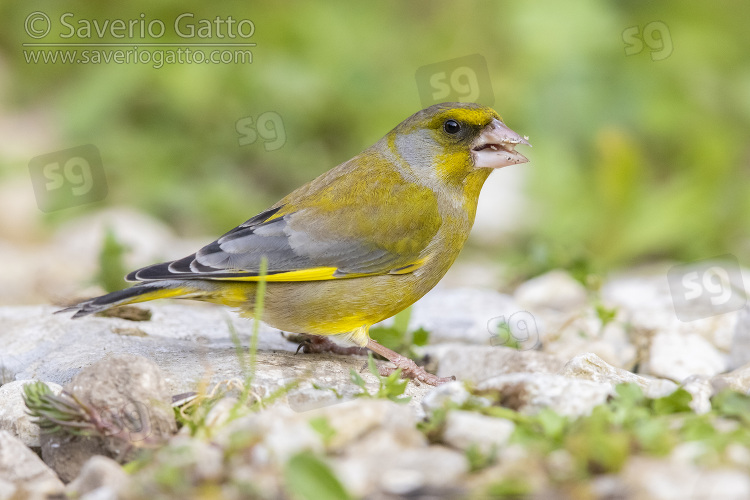 European Greenfinch, side view of an adult male standing on the ground