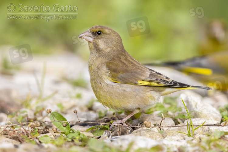 European Greenfinch, side view of an adult female standing on the ground