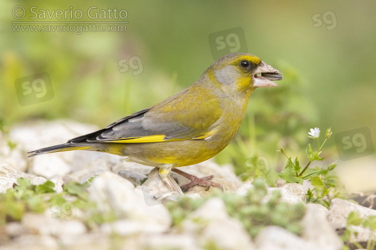 European Greenfinch, side view of an adult male feeding on sunflower seeds