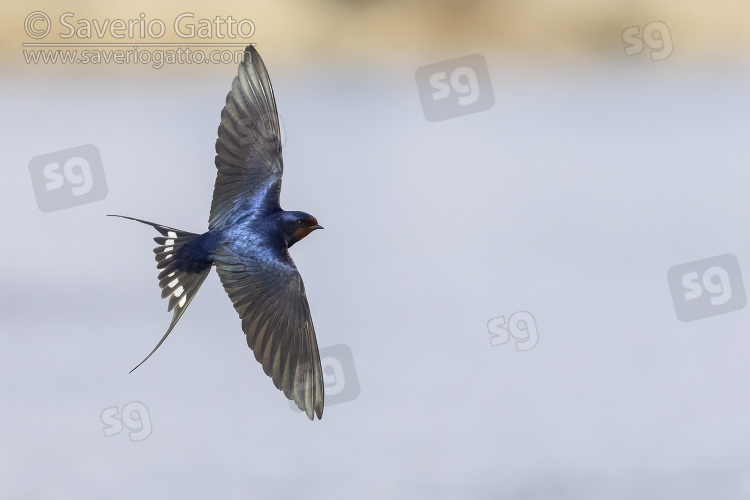 Barn Swallow, adult in flight showing upperparts