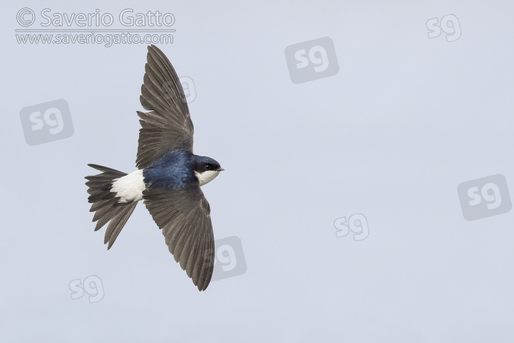 Common House Martin, adult in flight showing upperparts