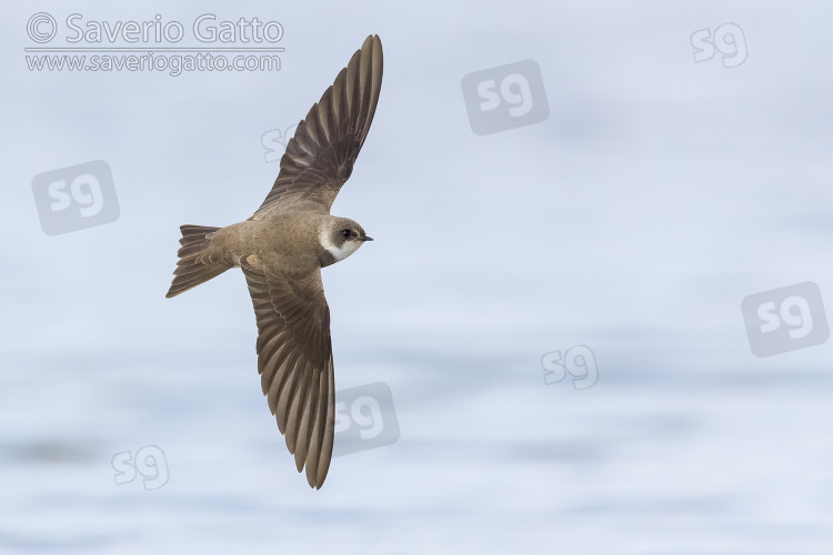 Sand Martin, adult in flight showing upperparts