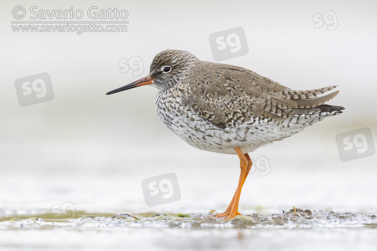 Common Redshank, side view of an adult standing in the water