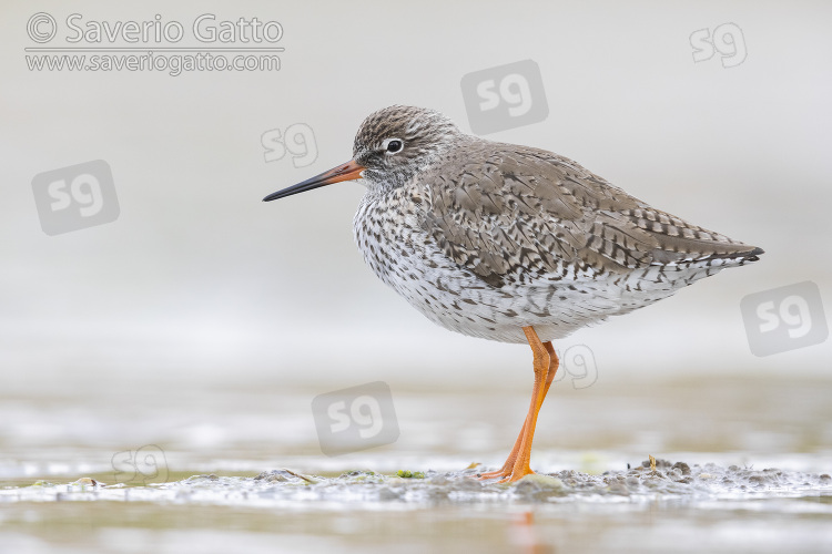 Common Redshank, side view of an adult standing in the water