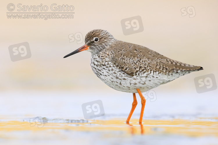 Common Redshank, side view of an adult standing in the water