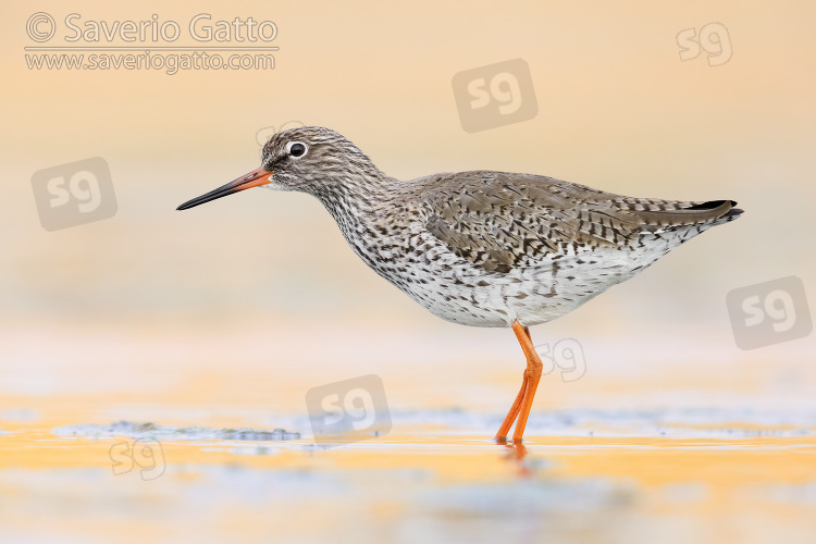 Common Redshank, side view of an adult standing in the water