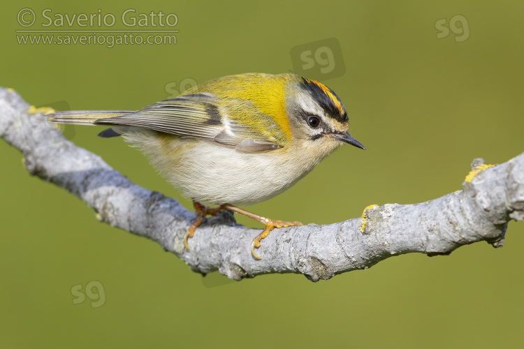 Common Firecrest, side view of an adult male perched on a branch