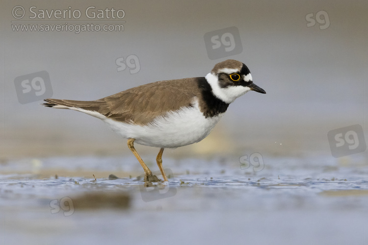 Little Ringed Plover