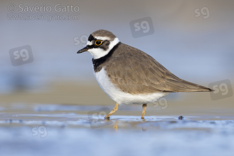 Little Ringed Plover, side view of an adult standing in the water