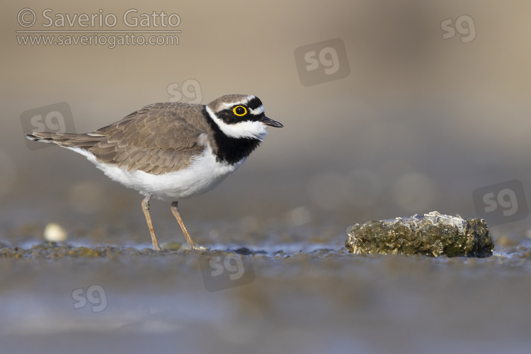 Little Ringed Plover, side view of an adult male standing on the mud