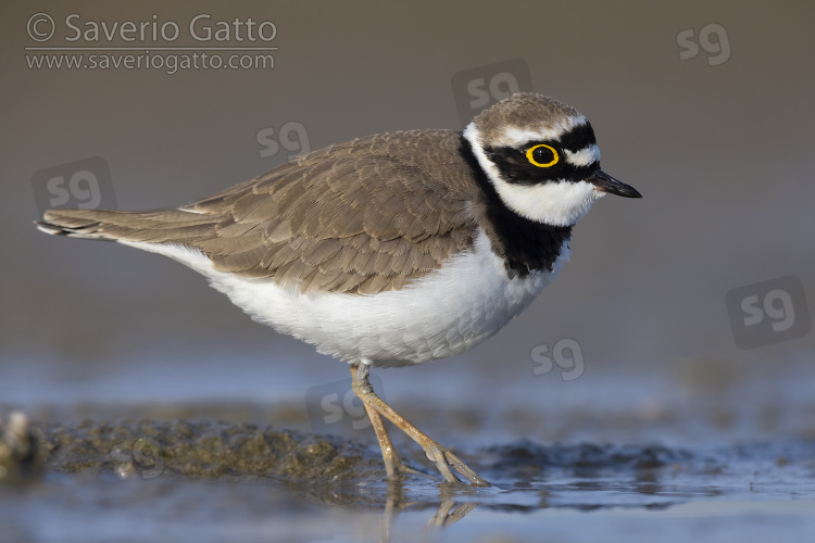 Little Ringed Plover, side view of an adult male standing on the mud