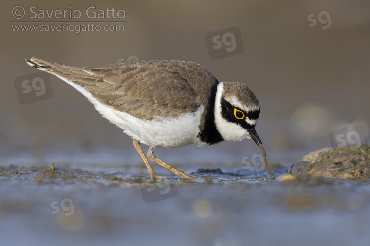 Little Ringed Plover, side view of an adult male picking up a worm