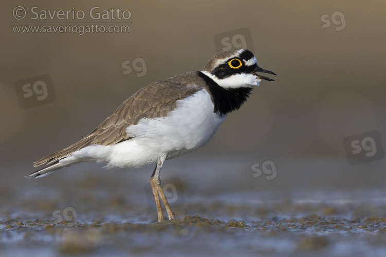 Little Ringed Plover, side view of an adult male singing