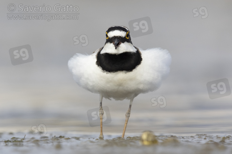 Little Ringed Plover, front view of an adult male displaying