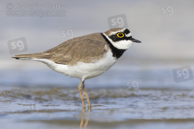 Little Ringed Plover