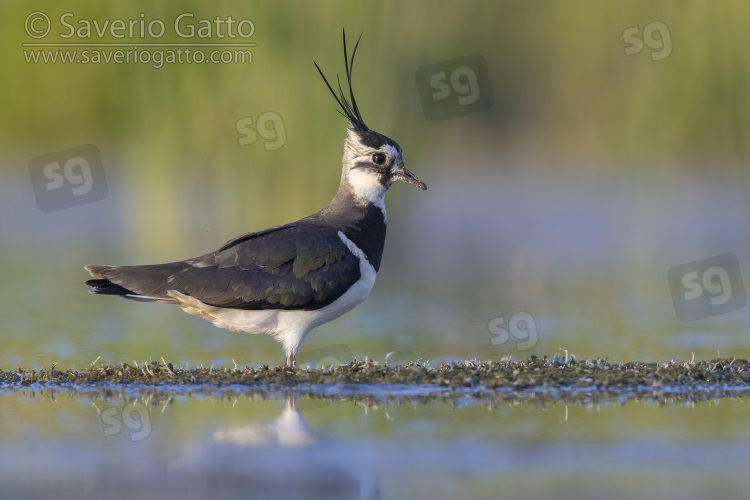 Northern Lapwing, side view of an adult female standing in the water