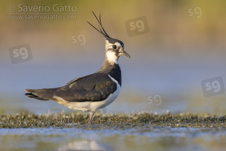 Northern Lapwing, side view of an adult female standing in the water