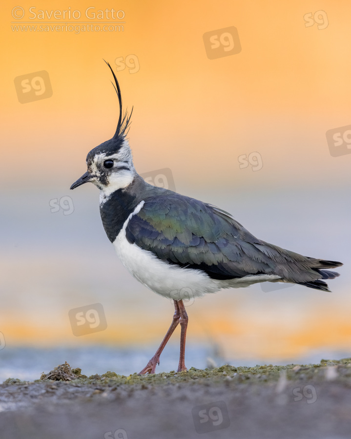 Northern Lapwing, side view of an adult female standing on the ground