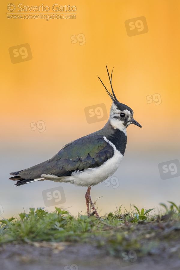 Northern Lapwing, side view of an adult female standing on the ground