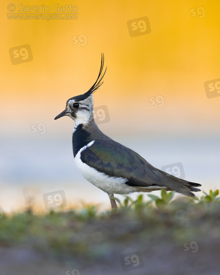 Northern Lapwing, side view of an adult female standing on the ground