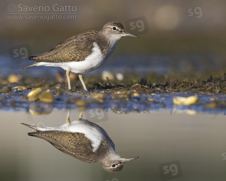 Common Sandpiper, side view of an adult standing in the water