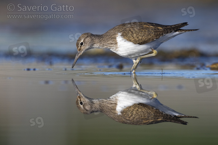 Common Sandpiper, side view of an adult walking in the water