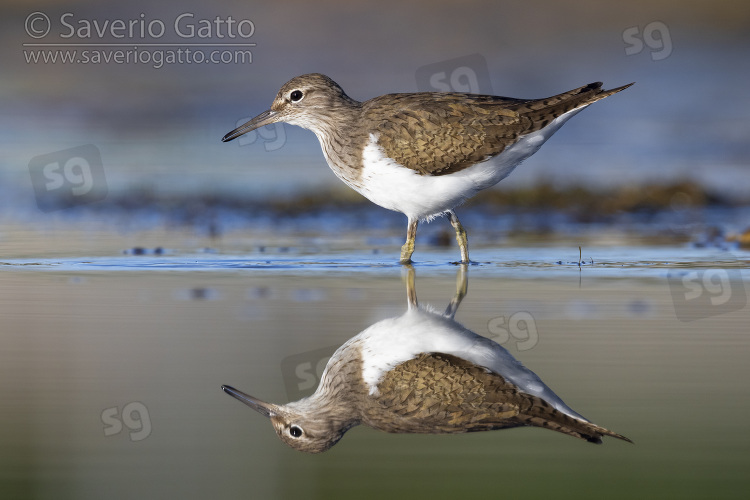 Common Sandpiper, side view of an adult standing in the water