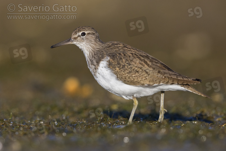 Common Sandpiper, side view of an adult standing on the ground