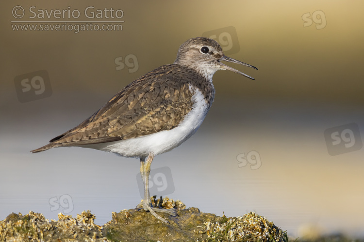 Common Sandpiper, side view of an adult standing on a rock