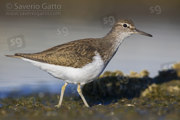 Common Sandpiper, side view of an adult standing on the ground
