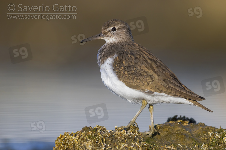 Common Sandpiper, side view of an adult standing on a rock