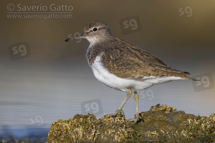 Common Sandpiper, side view of an adult standing on a rock