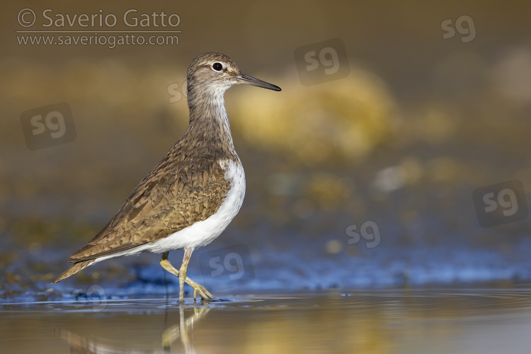 Common Sandpiper, side view of an adult standing in the water