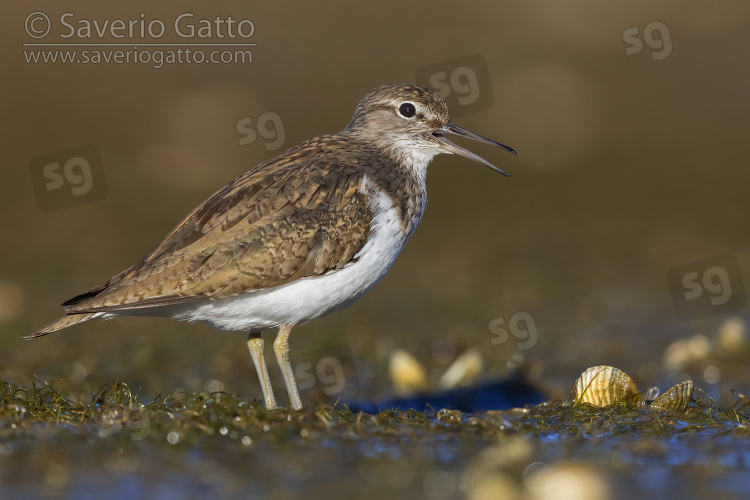 Common Sandpiper, side view of an adult standing on the ground